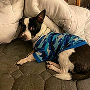 Mister Bolt is registered to the contest to win money with this photo: dog, pet, indoor, blanket, comforter, fleece_sweater, blue, black_and_white, quilted_surface, small_dog, curious, lying_down, cozy, fur, animal, collar, sleeping_area, paw, tail, resting