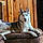 Willow