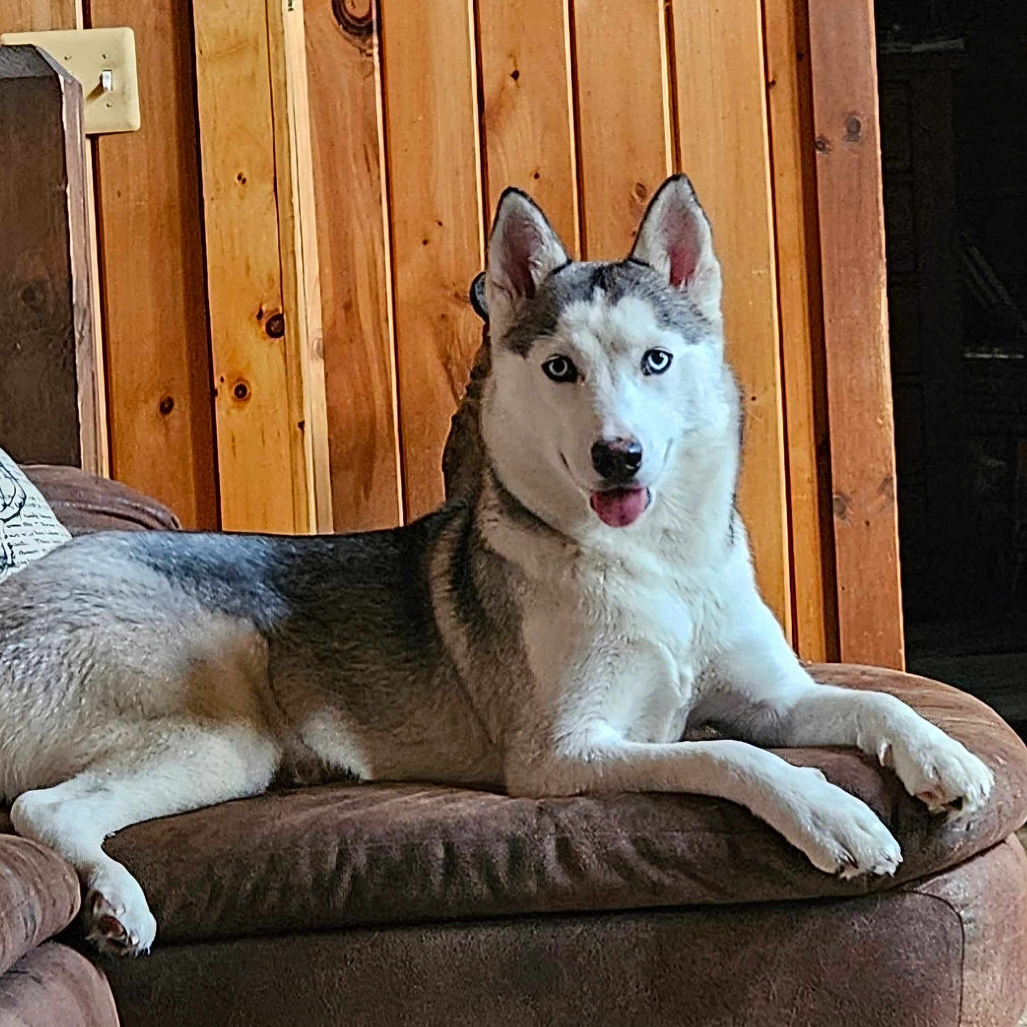 Willow joined the competition — help win amazing prizes! animal, blue_eyes, brown_couch, canine, companion, couch, cozy, dog, domestic_animal, furniture, husky, indoor, living_room, mammal, pet, pillow, relaxed, resting, tongue_out, wood_paneling