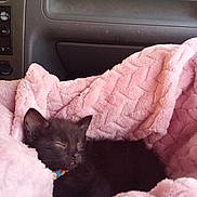 Ollie is registered to the contest to win money with this photo: animal, black_cat, blanket, car_interior, collar, comfort, cozy, cute, domestic_animal, fur, indoor, kitten, nap, pet, pink, relaxation, resting, sleeping, small_animal, soft