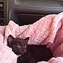 animal, black_cat, blanket, car_interior, collar, comfort, cozy, cute, domestic_animal, fur, indoor, kitten, nap, pet, pink, relaxation, resting, sleeping, small_animal, soft