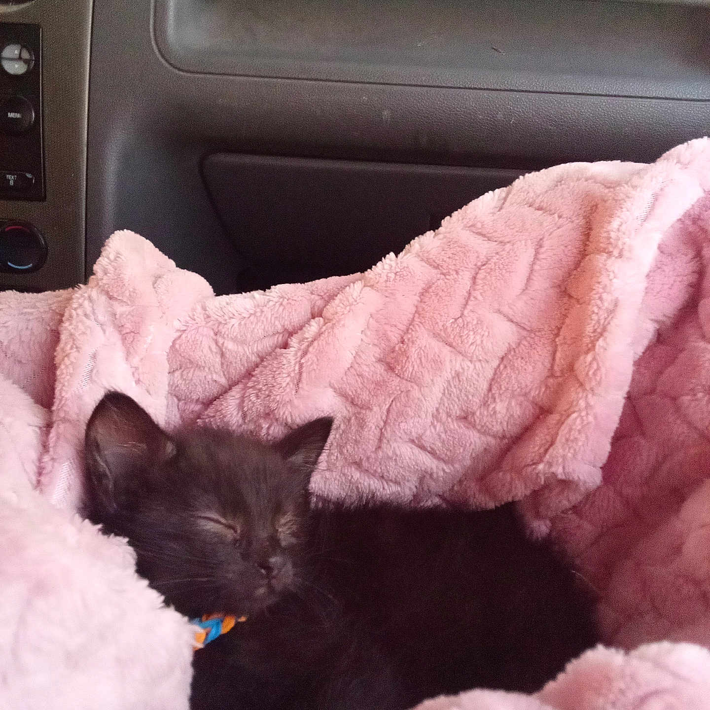 Ollie is registered to the contest to win money with this photo: animal, black_cat, blanket, car_interior, collar, comfort, cozy, cute, domestic_animal, fur, indoor, kitten, nap, pet, pink, relaxation, resting, sleeping, small_animal, soft