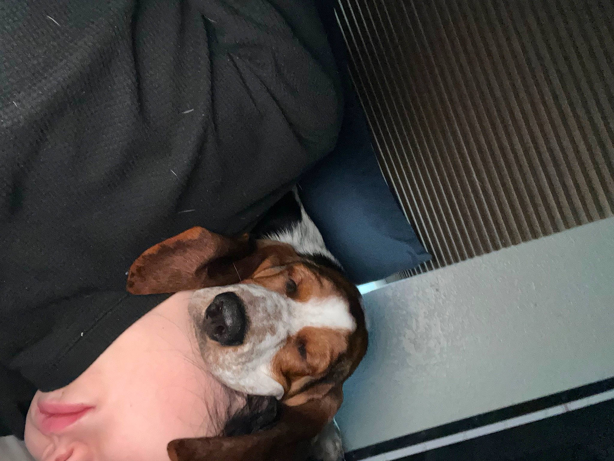 Flash is registered to the contest to win money with this photo: canidae, carnivore, comfort, companion_dog, dog, dog_breed, ear, eyewear, fawn, fur, glasses, goggles, guinea_pig, hat, scent_hound, snout, sporting_group, sunglasses, vision_care, whiskers