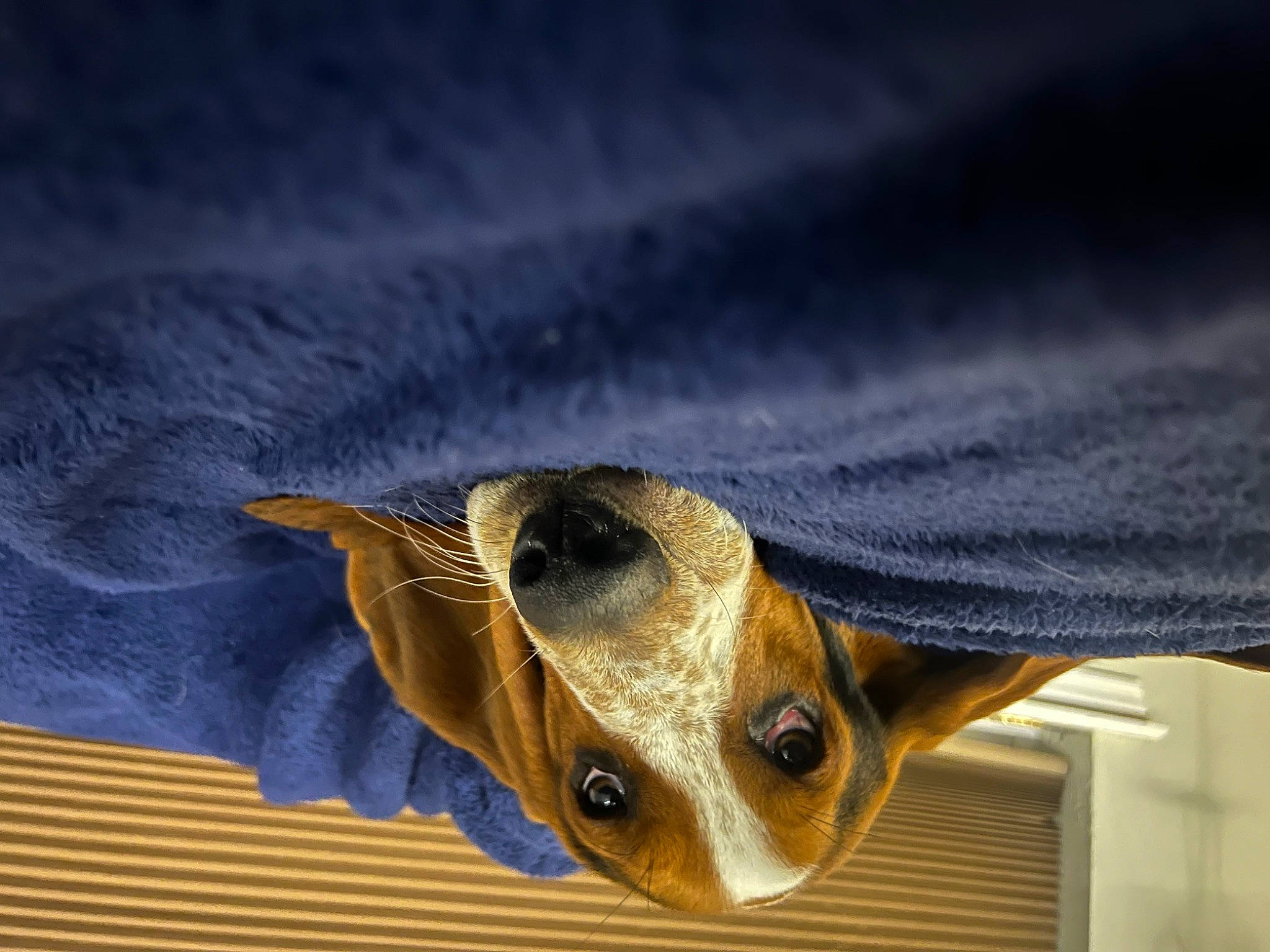 Flash is registered to the contest to win money with this photo: carnivore, electric_blue, fawn, felidae, fur, insect, macro_photography, moths_and_butterflies, terrestrial_animal, whiskers, wildlife, wood, working_animal