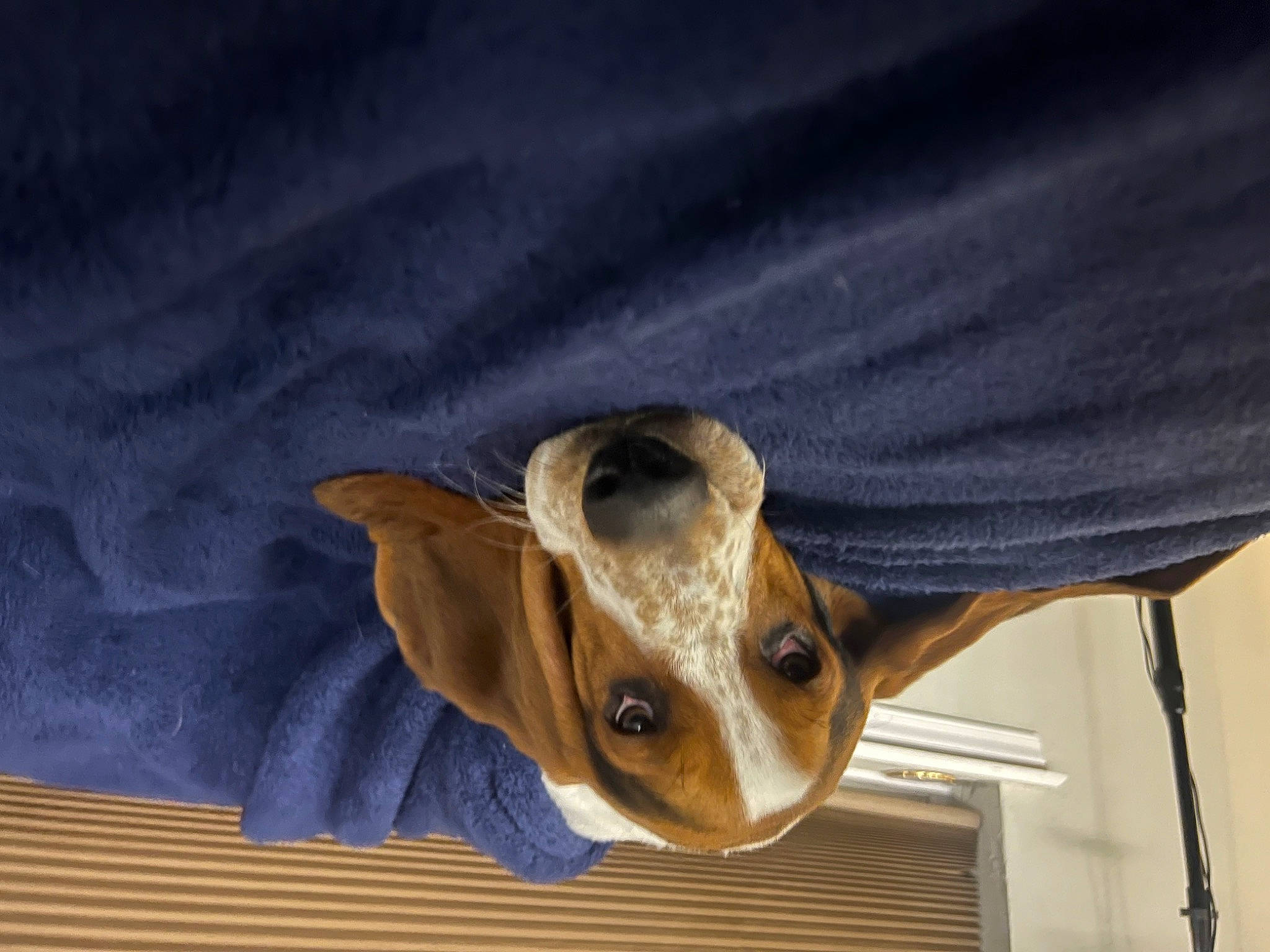 Flash is registered to the contest to win money with this photo: canidae, carnivore, companion_dog, dog, dog_breed, dog_supply, ear, electric_blue, eye, fawn, felidae, fur, pet_supply, rampur_greyhound, snout, sporting_group, toy_dog, whiskers, wood, working_animal