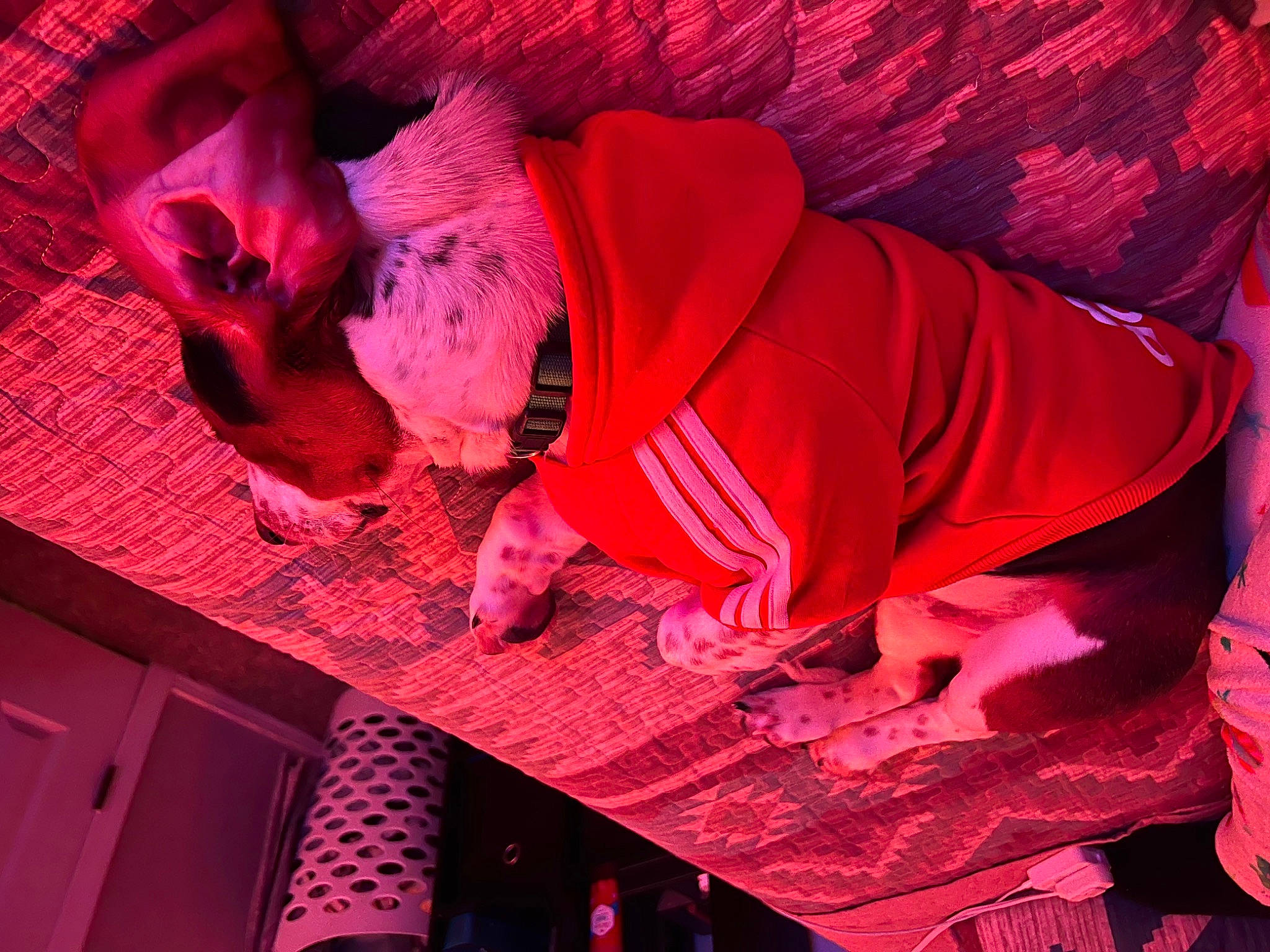 Flash is registered to the contest to win money with this photo: art, carmine, entertainment, event, flesh, fun, magenta, music_venue, night, performance, performance_art, performing_arts, pink, public_event, purple, red, room, sculpture, tradition, wood