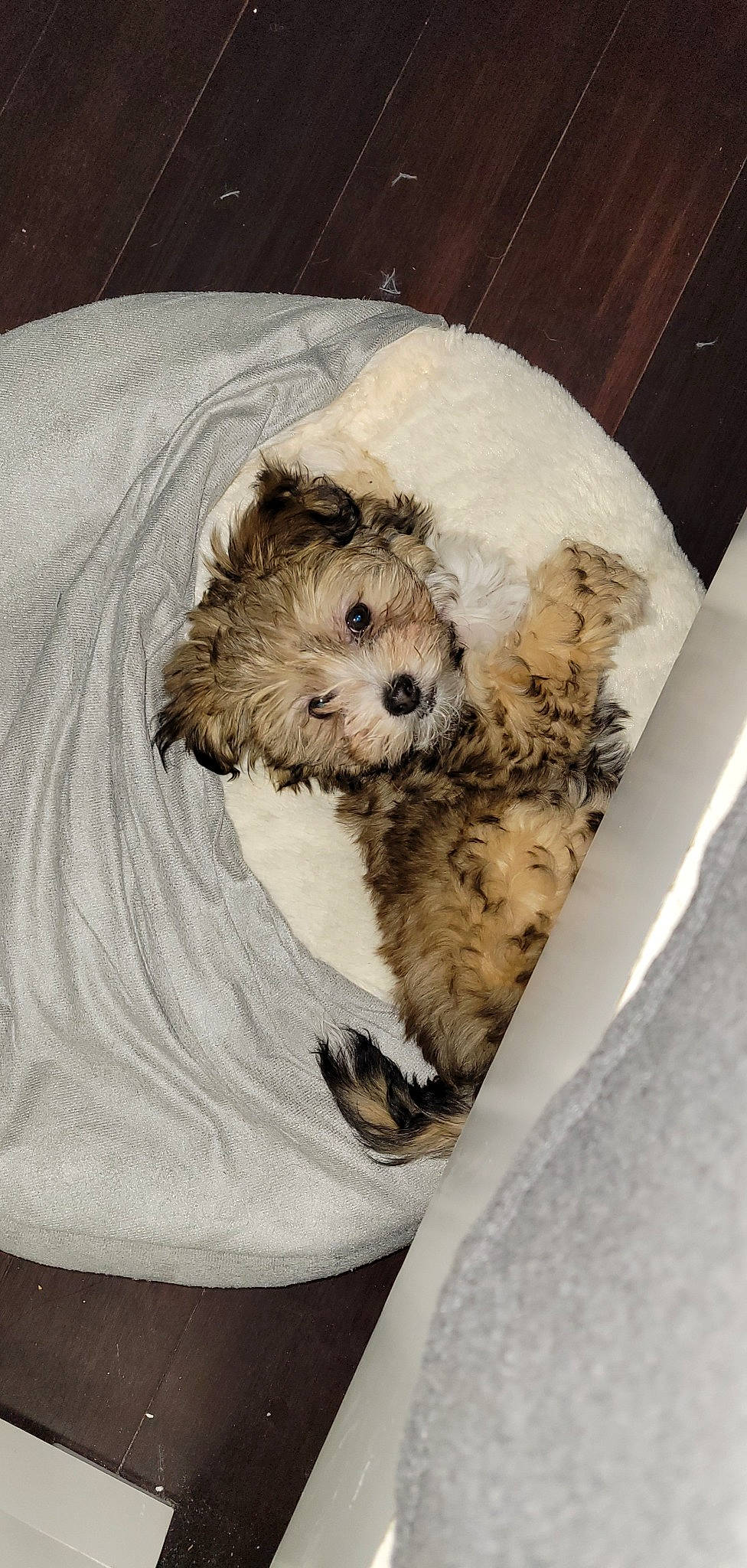 Princess joined the competition — help win amazing prizes! canidae, carnivore, companion_dog, dog, dog_breed, dog_supply, fawn, felidae, fur, labradoodle, linens, small_terrier, snout, sporting_group, stuffed_toy, tableware, terrier, toy, toy_dog, wood