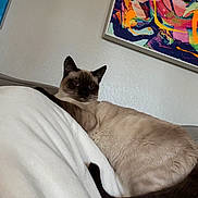 Pompom is registered to the contest to win money with this photo: abstract_art, animal, blanket, cat, couch, cozy, domestic, ears, eyes, fur, furniture, home, indoor, painting, pet, relaxed, resting, siamese_cat, tail, wall