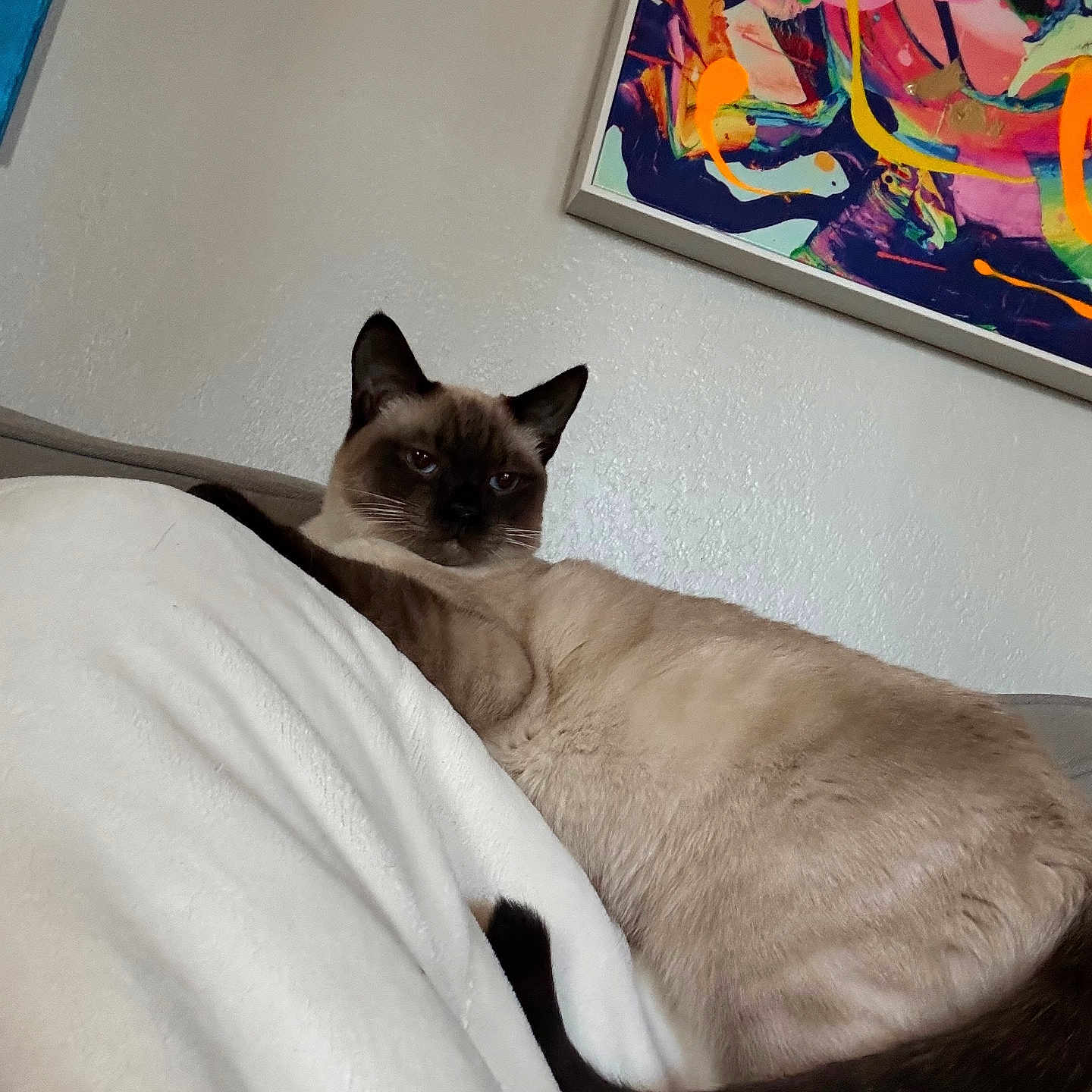 Pompom is registered to the contest to win money with this photo: abstract_art, animal, blanket, cat, couch, cozy, domestic, ears, eyes, fur, furniture, home, indoor, painting, pet, relaxed, resting, siamese_cat, tail, wall