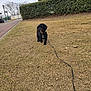 dog, black_dog, leash, grass, dry_grass, tree, hedge, sidewalk, outdoor, pet, canine, nature, park, daylight, curious, walking, animal, leashed, suburban, cloudy_sky