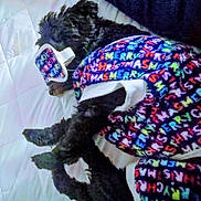 Shizzi joined the competition — help win amazing prizes! dog, black_dog, sleeping, bed, quilt, blanket, pajamas, clothing, holiday, christmas, colorful, eye_mask, pet, cozy, resting, indoors, fur, cute, relaxed, animal