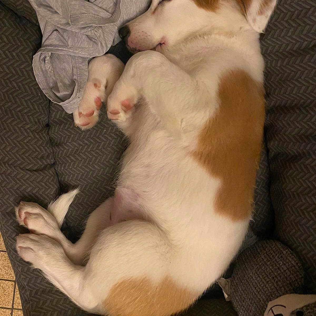 Nala a rejoint le concours — aidez-le/la à gagner de superbes lots ! animal, beagle, canine, couch, dog, furniture, hound, person, pet, pig, puppy, racket, saintbernard, sleeping, snout, sport, tennis, tennisracket