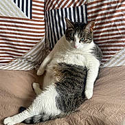 Nalah participe au concours pour gagner de l'argent avec cette photo : cat, tabby_cat, white_cat, pet, indoor, bed, striped_pillow, relaxed, feline, cute, fluffy, animal, resting, domestic_cat, whiskers, ears, tail, soft_fur, lying_down, cozy