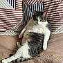 cat, tabby_cat, white_cat, pet, indoor, bed, striped_pillow, relaxed, feline, cute, fluffy, animal, resting, domestic_cat, whiskers, ears, tail, soft_fur, lying_down, cozy