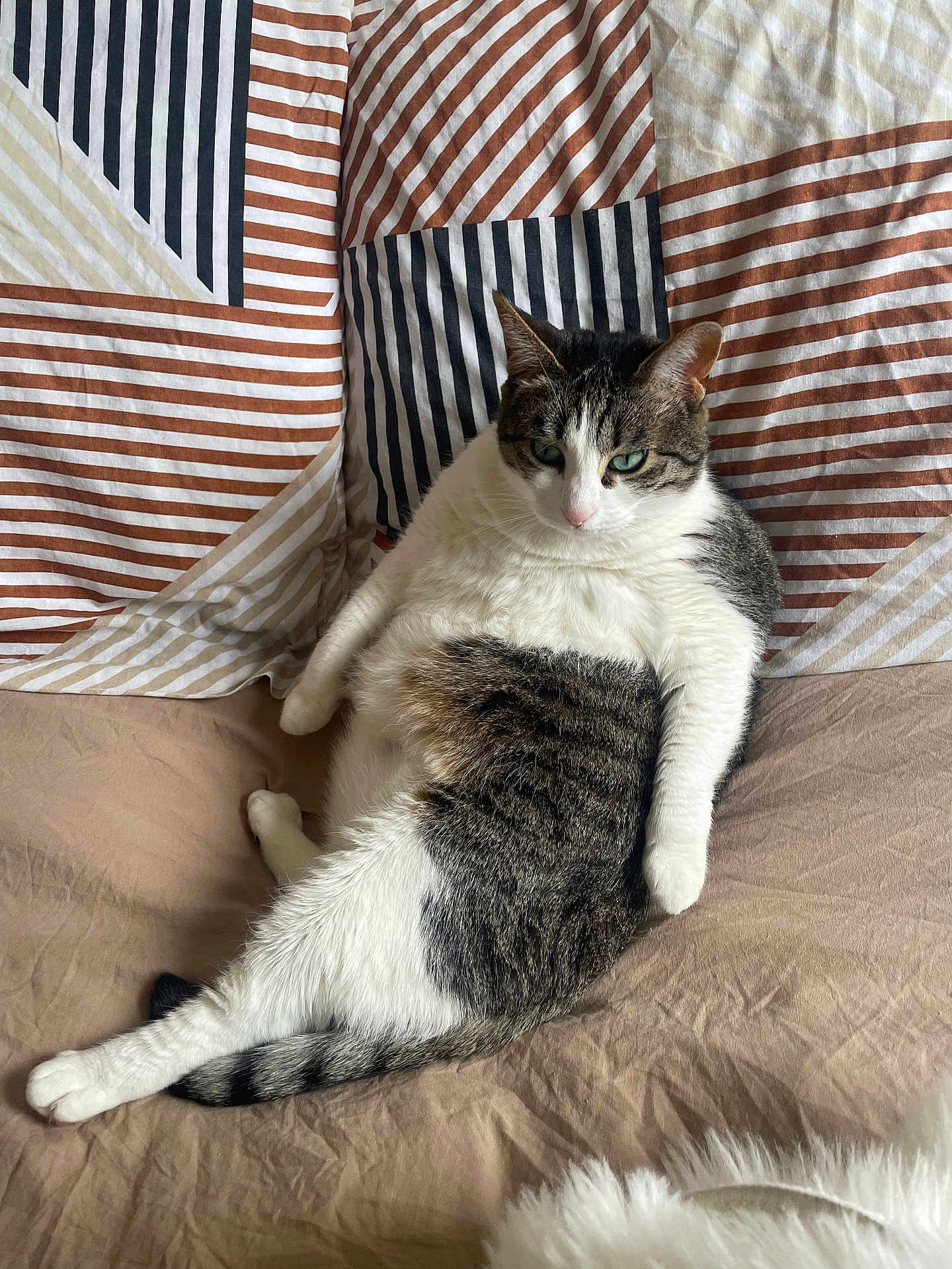 Nalah participe au concours pour gagner de l'argent avec cette photo : cat, tabby_cat, white_cat, pet, indoor, bed, striped_pillow, relaxed, feline, cute, fluffy, animal, resting, domestic_cat, whiskers, ears, tail, soft_fur, lying_down, cozy