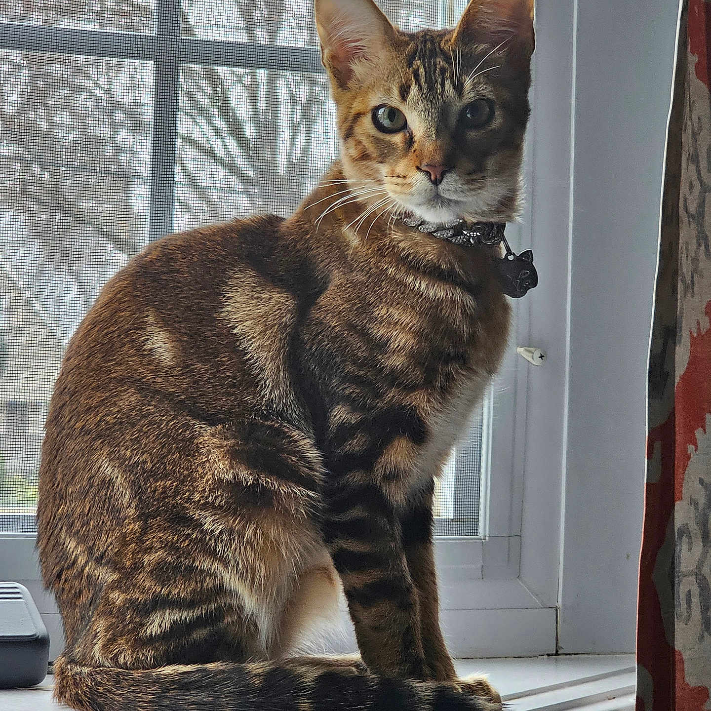 Simba is registered to the contest to win money with this photo: animal, cat, collar, curtain, domestic_cat, ears, feline, house, indoor, looking, natural_light, pet, screen, sitting, striped_fur, tabby, tail, whiskers, window, windowsill