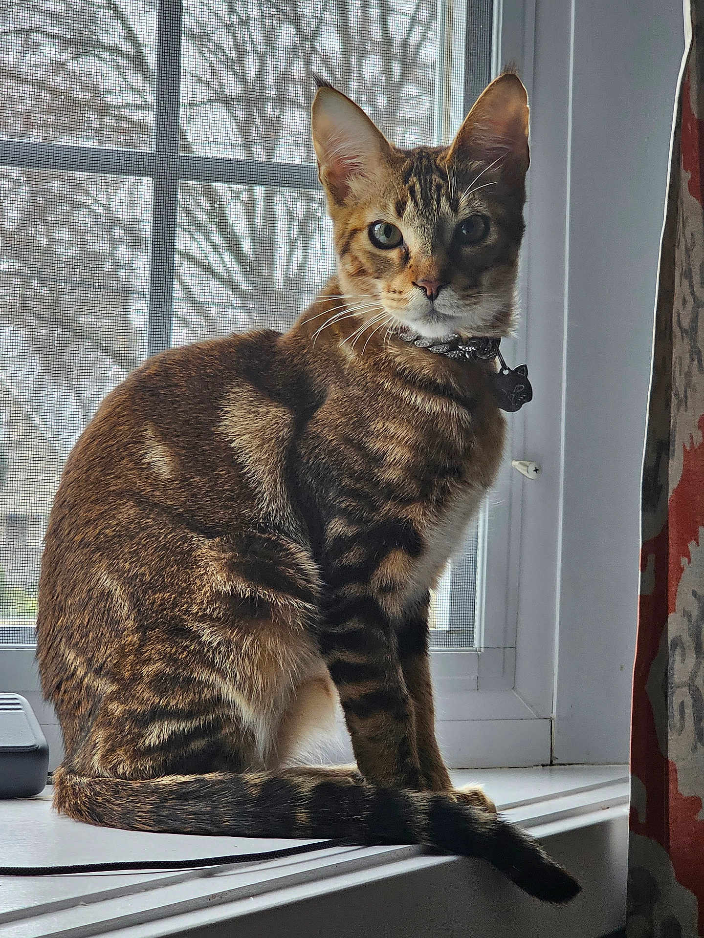 Simba
