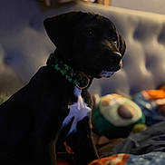 River joined the competition — help win amazing prizes! puppy, dog, black_dog, collar, shamrock, bed, blanket, indoor, portrait, pet, animal, cute, young_dog, soft_light, cozy, fur, sitting, focused, background_blur, domestic