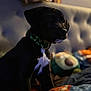 puppy, dog, black_dog, collar, shamrock, bed, blanket, indoor, portrait, pet, animal, cute, young_dog, soft_light, cozy, fur, sitting, focused, background_blur, domestic