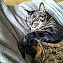 Fripon a rejoint le concours — aidez-le/la à gagner de superbes lots ! cat, tabby, sleeping, cozy, blanket, fur, whiskers, pet, indoor, nap, relaxed, cute, animal, feline, soft, resting, comfort, home, closeup, peaceful