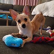 Elsa joined the competition — help win amazing prizes! animal, brown_sofa, couch, curtains, cute, dog, ears, eyes, face, fur, indoor, living_room, nose, paw, pet, playful, plush_toy, small_dog, tan_dog, toy