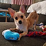 animal, brown_sofa, couch, curtains, cute, dog, ears, eyes, face, fur, indoor, living_room, nose, paw, pet, playful, plush_toy, small_dog, tan_dog, toy