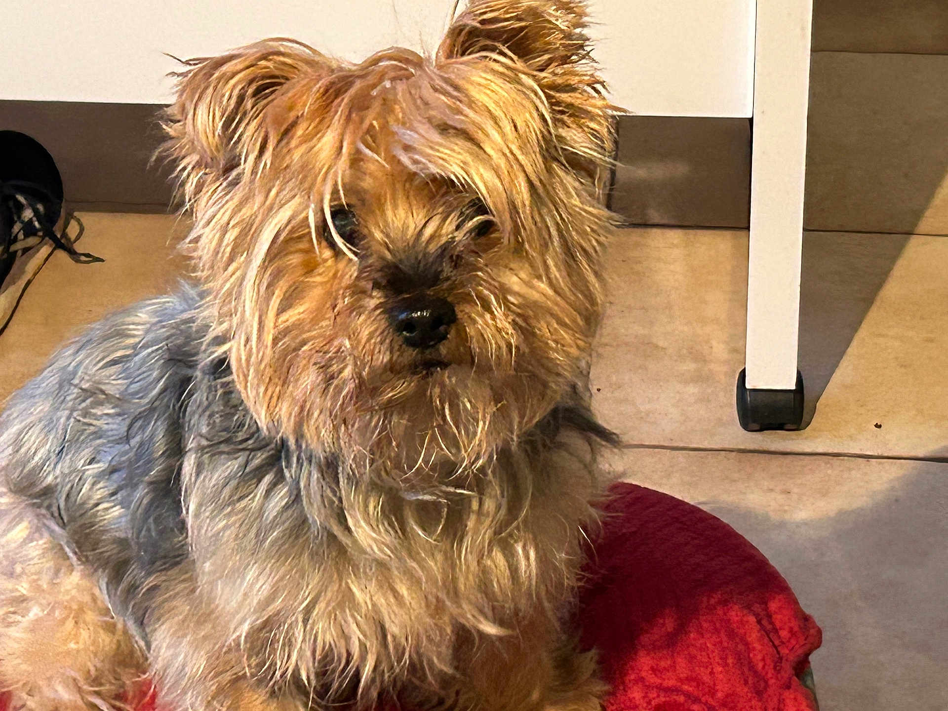 Dana participe au concours pour gagner de l'argent avec cette photo : dog, pet, indoor, red_cushion, fur, small_dog, tan_fur, grey_fur, scruffy, curious, floor, tile, furniture_leg, close_up, portrait, animal, companion, canine, sitting, cute