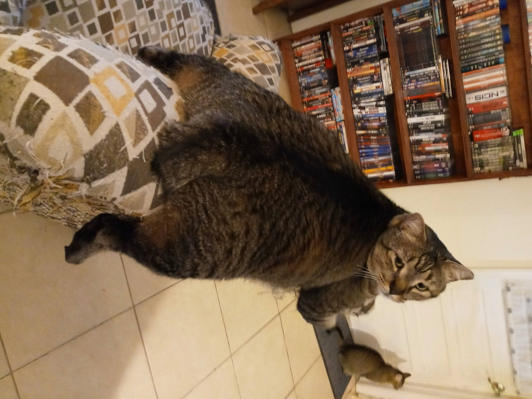 Otis joined the competition — help win amazing prizes! bookcase, carnivore, cat, comfort, domestic_short_haired_cat, fawn, felidae, flooring, fur, nap, pattern, pet_supply, publication, shelf, shelving, small_to_medium_sized_cats, snout, tail, terrestrial_animal, whiskers