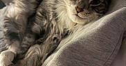Sponge is registered to the contest to win money with this photo: cat, tabby, gray_fur, fluffy, pet, relaxed, sleepy, indoor, closeup, face, whiskers, paw, cozy, sweatshirt, fabric, texture, resting, soft_light, domestic_cat, cute