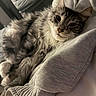 cat, tabby, gray_fur, fluffy, pet, relaxed, sleepy, indoor, closeup, face, whiskers, paw, cozy, sweatshirt, fabric, texture, resting, soft_light, domestic_cat, cute