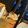 Sponge is registered to the contest to win money with this photo: cat, fluffy, wooden_floor, cardboard_box, indoor, relaxing, chair, ribbon, drink_bottle, furniture, pet, animal, laying_down, cozy, home, floor, domestic, fur, cute, resting