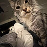 Sponge joined the competition — help win amazing prizes! cat, fluffy, close_up, indoor, blanket, bedroom, curious, pet, feline, whiskers, fur, domestic_animal, cozy, sleeping_area, animal, looking, cute, soft, relaxed, companion