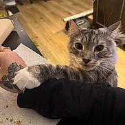 Sponge is registered to the contest to win money with this photo: cat, tabby_cat, gray_cat, white_paw, tattoo, human_arm, indoor, wooden_floor, furniture, table, napkin, pet, animal, cute, claw, paw, fur, domestic_cat, close_up, touch
