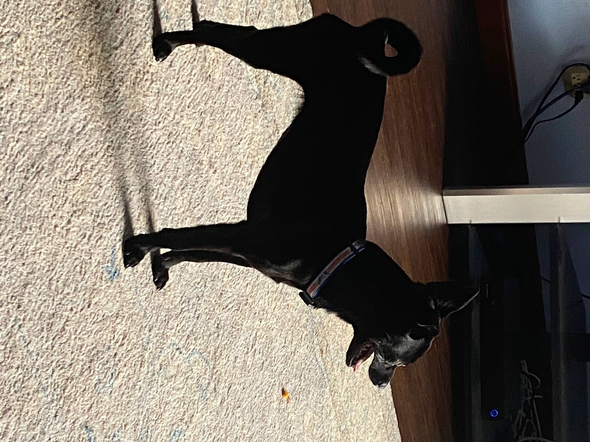 Ivy is registered to the contest to win money with this photo: adventure, asphalt, canidae, collar, dog, dog_breed, flooring, leash, pet_supply, recreation, road_surface, shadow, tail, tints_and_shades, wood