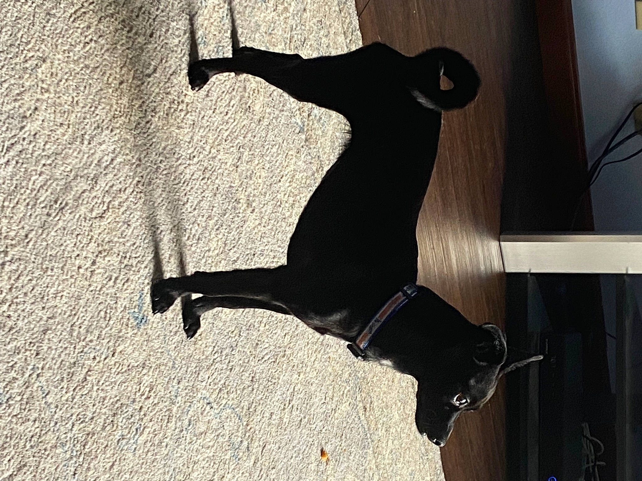 Ivy is registered to the contest to win money with this photo: art, asphalt, concrete, flooring, human_leg, metal, monochrome, recreation, road_surface, shadow, sitting, tail, tints_and_shades, tree, visual_arts, wood