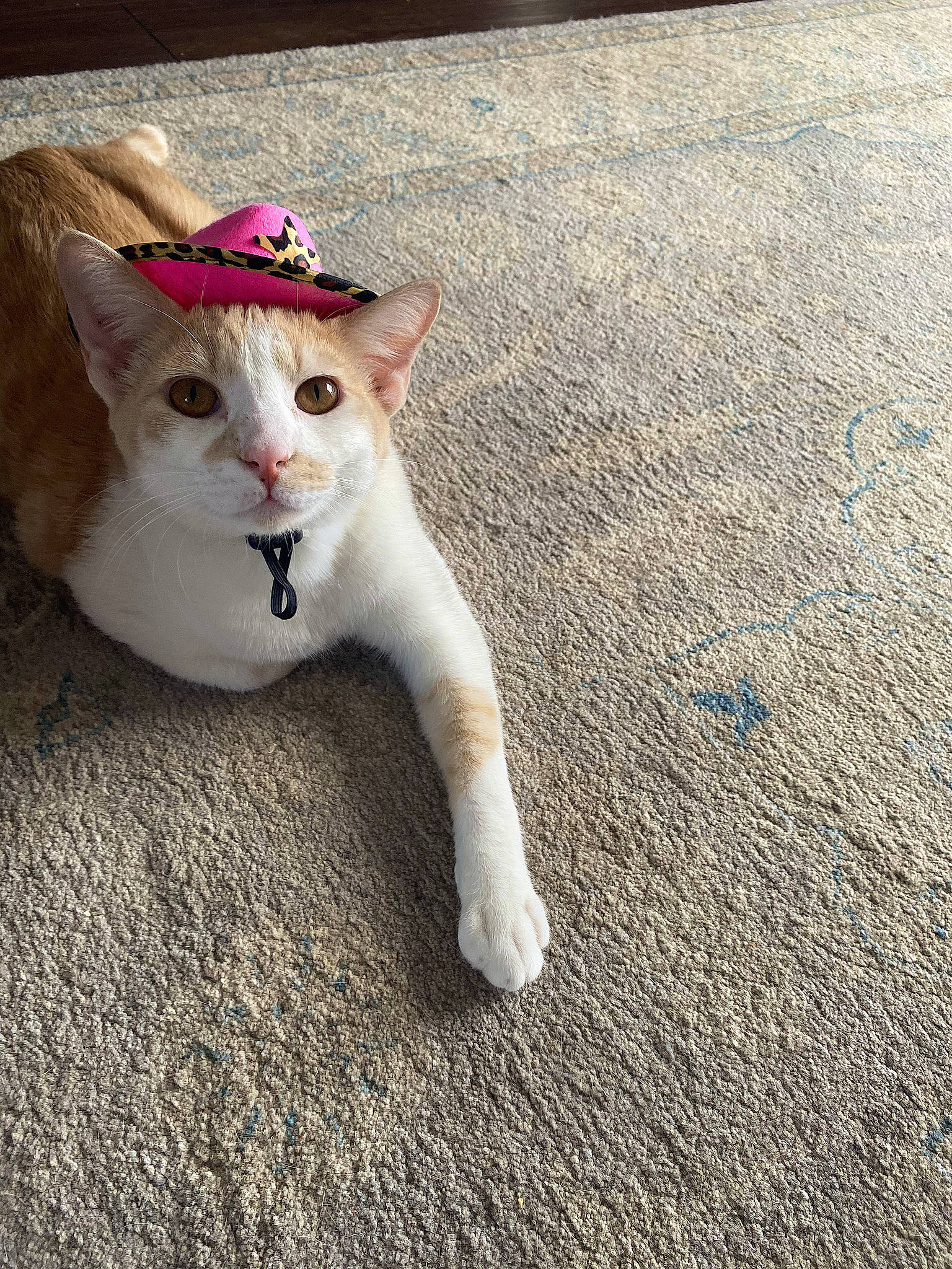 Maxi is registered to the contest to win money with this photo: asphalt, carnivore, cat, collar, domestic_short_haired_cat, eye, fawn, felidae, foot, fur, grass, human_body, paw, road_surface, sand, sitting, small_to_medium_sized_cats, snout, tail, whiskers