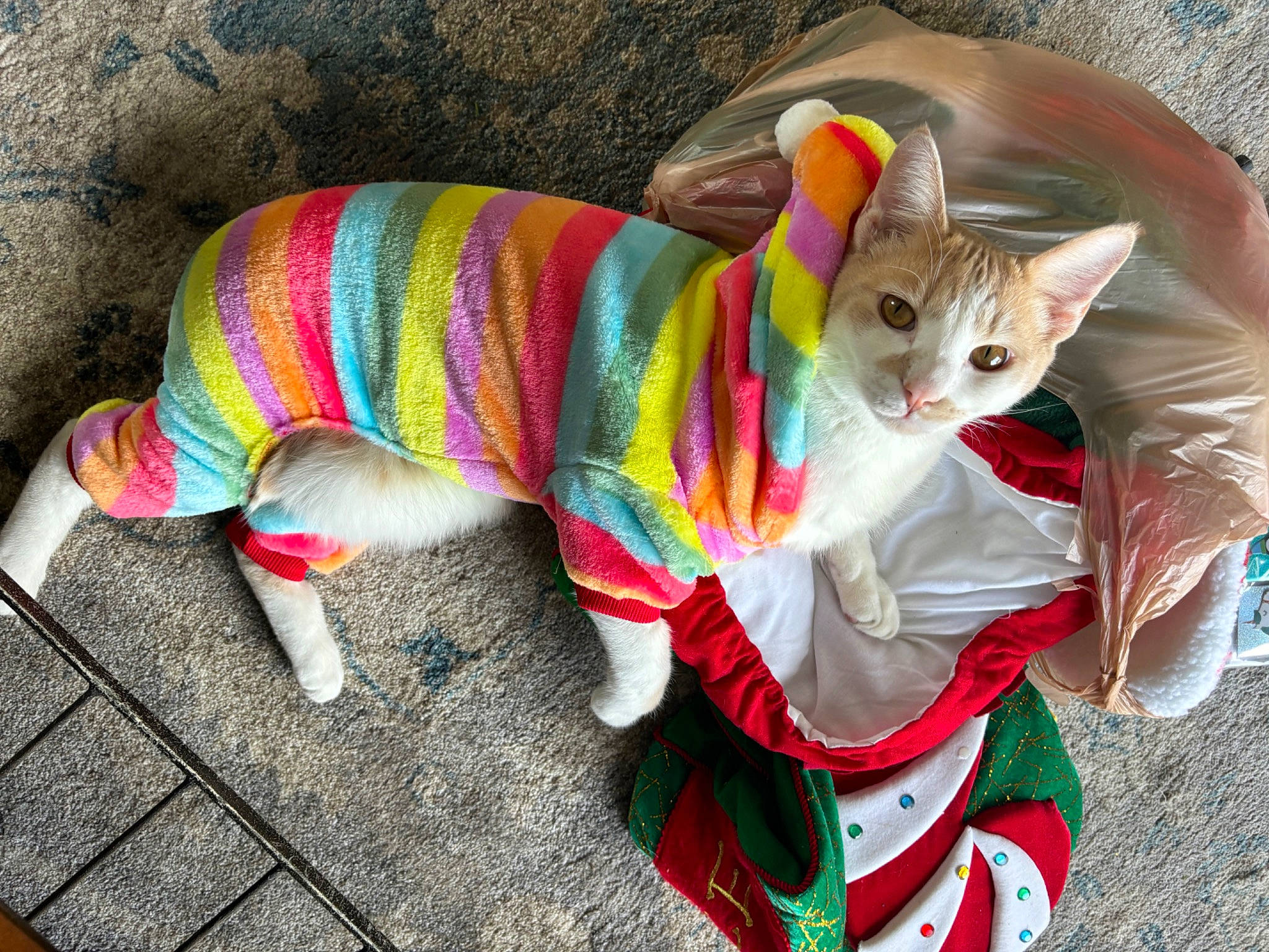 Maxi joined the competition — help win amazing prizes! art, carnivore, cat, cat_toy, domestic_short_haired_cat, event, fashion_accessory, fawn, felidae, fur, grass, magenta, pattern, pet_supply, pink, small_to_medium_sized_cats, snout, tail, toy, whiskers