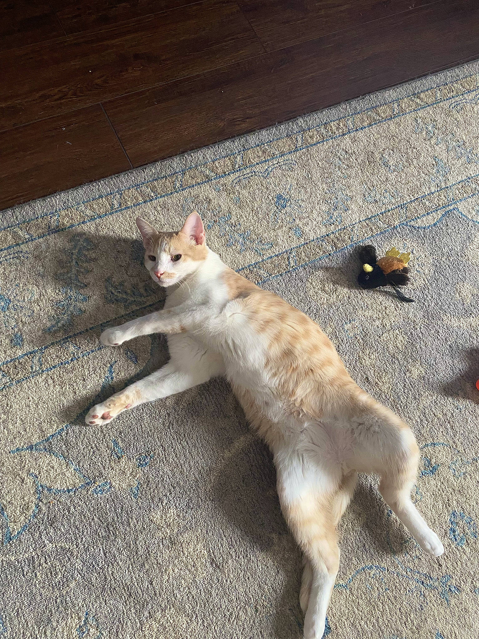 Maxi is registered to the contest to win money with this photo: asphalt, canidae, carnivore, cat, claw, dog_breed, domestic_short_haired_cat, fawn, felidae, fur, mammal, paw, road_surface, shadow, small_to_medium_sized_cats, sporting_group, tail, terrestrial_animal, whiskers, wildlife