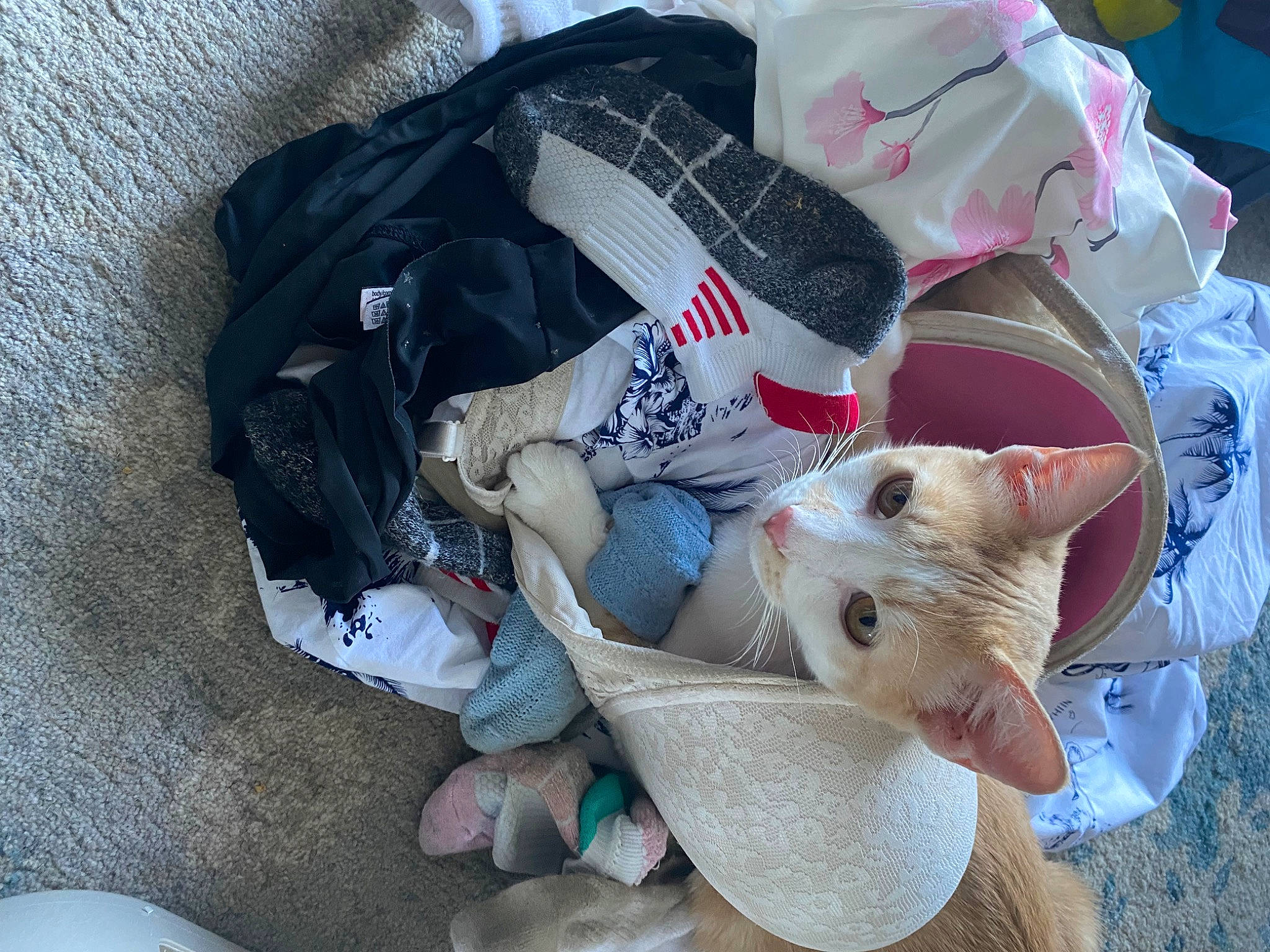 Maxi joined the competition — help win amazing prizes! bag, baggage, carmine, carnivore, cat, comfort, domestic_short_haired_cat, felidae, fur, luggage_and_bags, musical_instrument, plastic_bag, small_to_medium_sized_cats, tail, whiskers