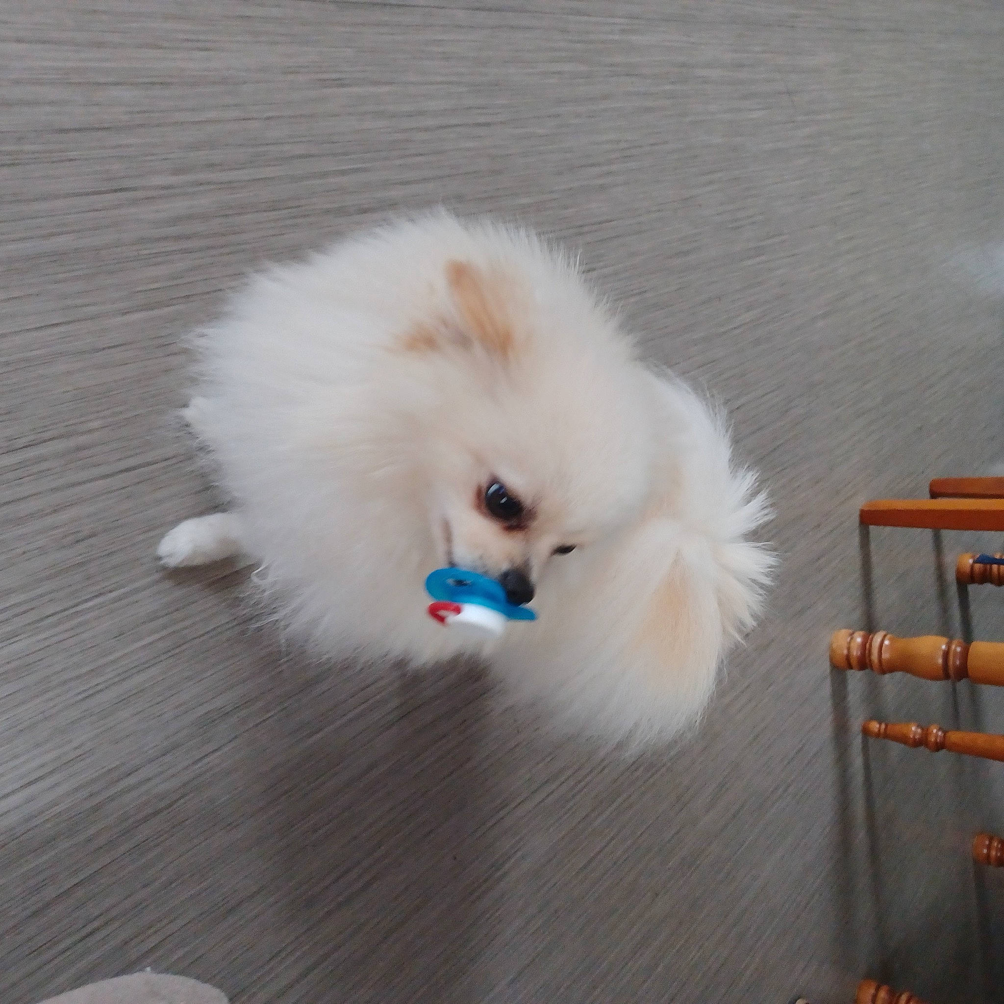 Tempo a rejoint le concours — aidez-le/la à gagner de superbes lots ! canidae, carnivore, companion_dog, dog, dog_breed, fawn, flooring, fur, german_spitz, german_spitz_klein, german_spitz_mittel, hardwood, samoyed, spitz, sporting_group, stool, tail, toy_dog, whiskers, wood