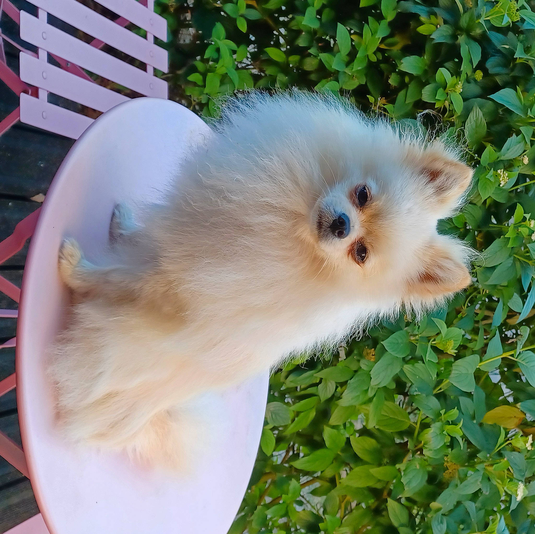 Tempo a rejoint le concours — aidez-le/la à gagner de superbes lots ! canidae, carnivore, companion_dog, dog, dog_breed, eye, eyelash, fawn, fur, grass, mammal, non_sporting_group, plant, snout, sporting_group, tail, toy_dog, vertebrate, whiskers