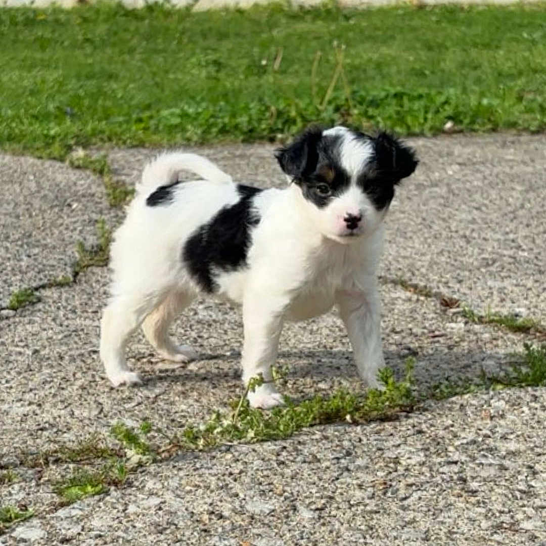 Minnie joined the competition — help win amazing prizes! puppy, dog, black_and_white, small_dog, young, outdoor, grass, concrete, path, brick_wall, curious, standing, pet, cute, animal, nature, daylight, fur, canine, adorable