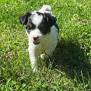 Minnie joined the competition — help win amazing prizes! puppy, dog, grass, outdoor, sunlight, nature, young_animal, pet, cute, walking, black_and_white, small, animal, playful, summer, greenery, adorable, fur, canine, daytime