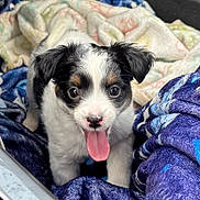 Minnie is registered to the contest to win money with this photo: animal, black_and_white, blanket, brown_spots, close_up, cozy, cute, dog, ears, face, fur, indoors, lying_down, pet, playful, puppy, small_dog, soft_texture, tongue_out, young