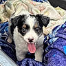 animal, black_and_white, blanket, brown_spots, close_up, cozy, cute, dog, ears, face, fur, indoors, lying_down, pet, playful, puppy, small_dog, soft_texture, tongue_out, young