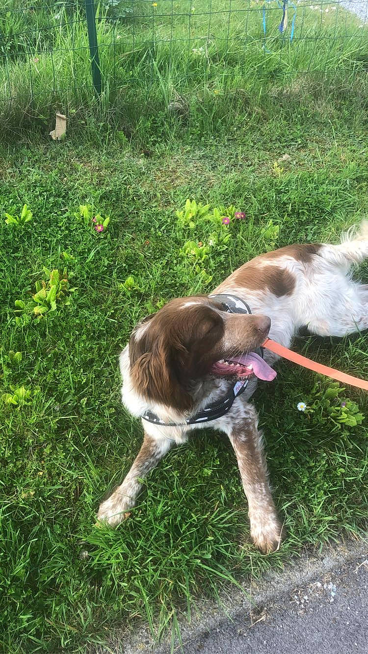 Ryder a rejoint le concours — aidez-le/la à gagner de superbes lots ! canidae, carnivore, collar, companion_dog, dog, dog_breed, dog_collar, dog_supply, grass, grass_family, groundcover, leash, liver, pet_supply, plant, sporting_group, tail, terrier, working_animal, working_dog