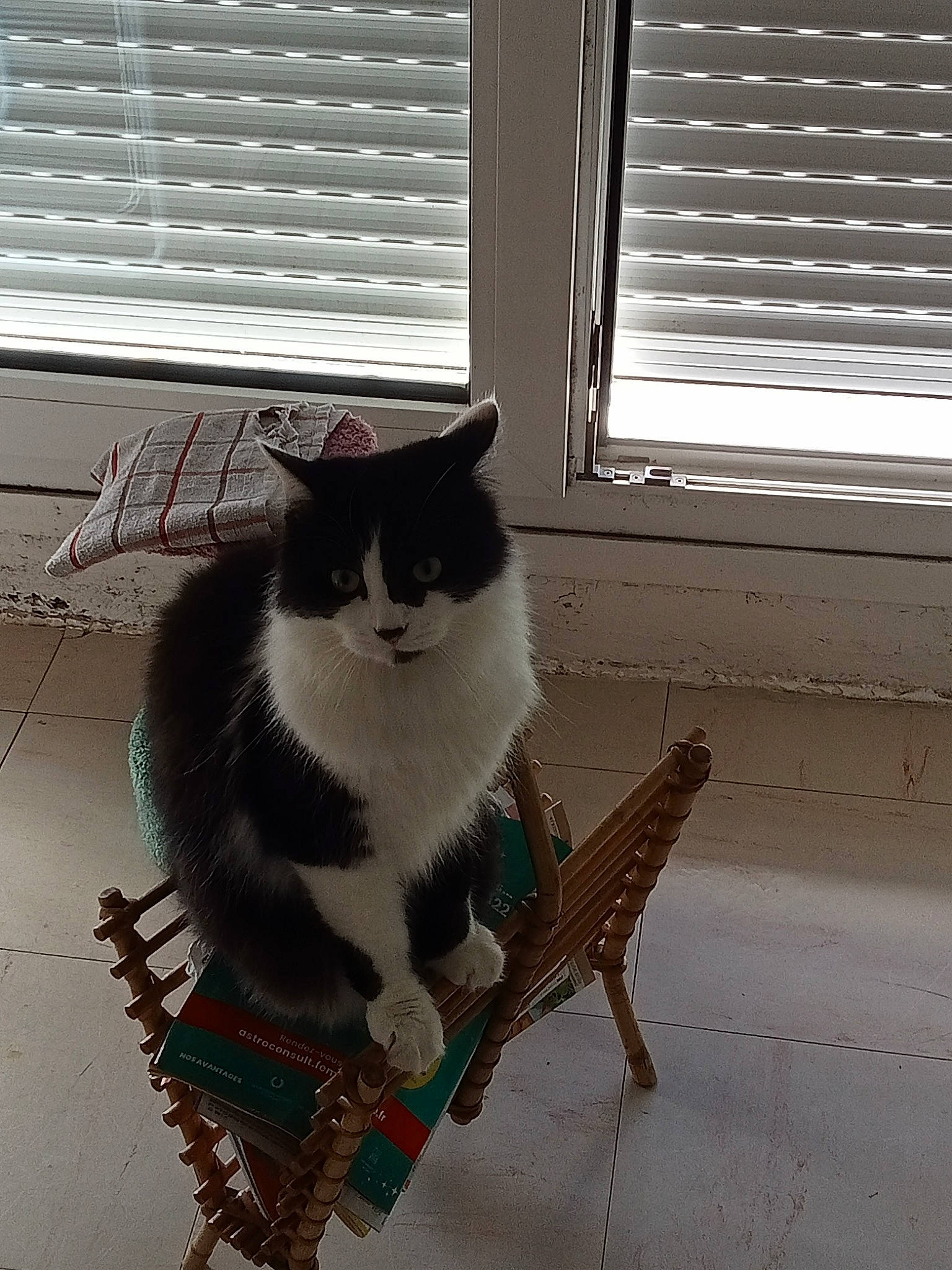 Réglisse participe au concours pour gagner de l'argent avec cette photo : carnivore, cat, chair, comfort, domestic_short_haired_cat, felidae, flooring, grey, line, outdoor_furniture, porch, shade, small_to_medium_sized_cats, tail, tints_and_shades, whiskers, window, window_blind, window_covering, wood