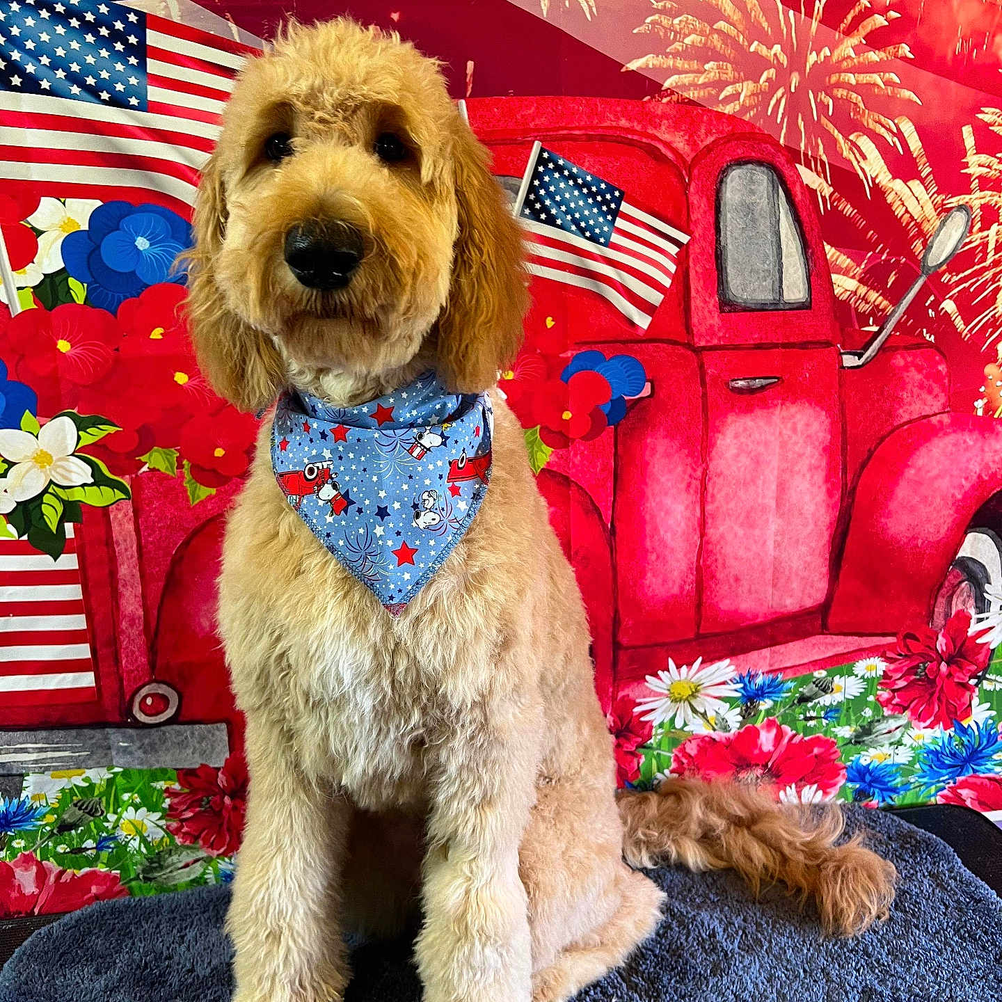 Faith is registered to the contest to win money with this photo: accessories, americanflag, animal, canine, couch, dog, face, flag, formalwear, furniture, head, person, pet, photography, plant, portrait, pottedplant, puppy, terrier, tie