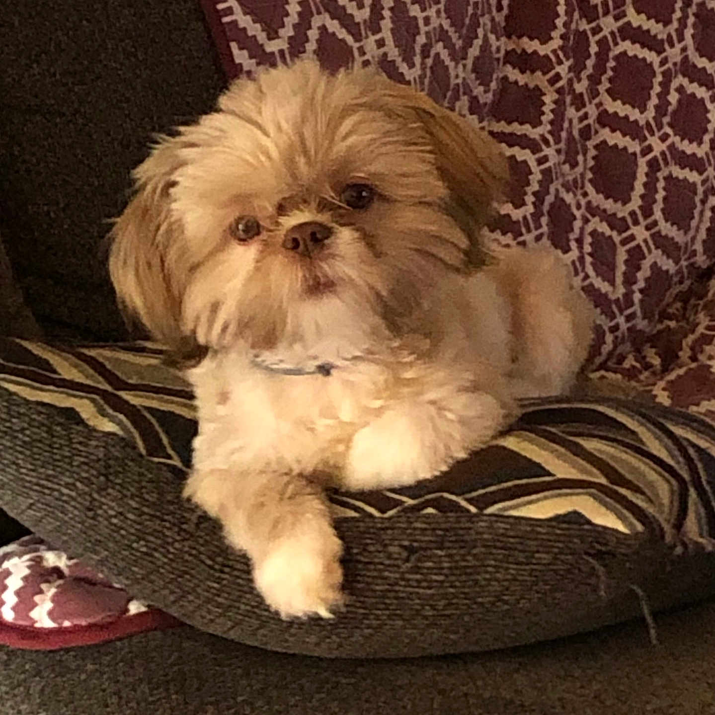 Gabriel joined the competition — help win amazing prizes! affenpinscher, animal, canine, couch, cushion, dog, dogbed, furniture, homedecor, pet, puppy, terrier, whitedog