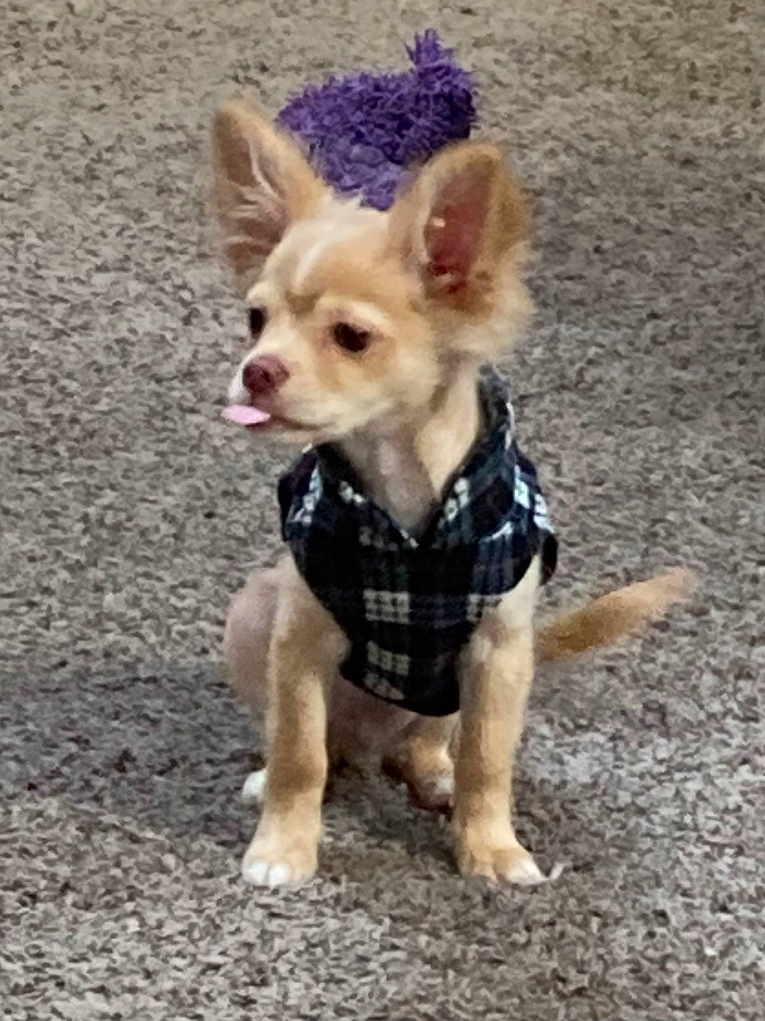 Flash joined the competition — help win amazing prizes! canidae, carnivore, chihuahua, companion_dog, dog, dog_breed, dog_clothes, dog_supply, fashion_accessory, fawn, fur, leash, pet_supply, russkiy_toy, snout, sporting_group, tail, toy, toy_dog, working_animal